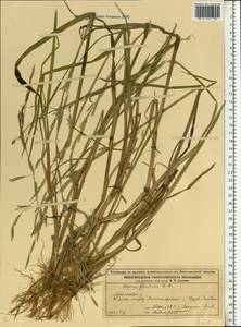 Glyceria nemoralis (R.Uechtr.) R.Uechtr. & Koern., Eastern Europe, Volga-Kama region (E7) (Russia)