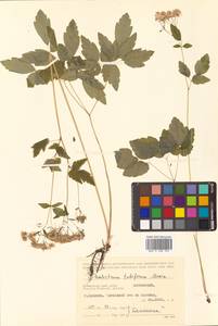 Thalictrum tuberiferum Maxim., Siberia, Russian Far East (S6) (Russia)