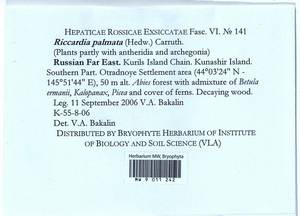 Riccardia palmata (Hedw.) Carruth., Bryophytes, Bryophytes - Russian Far East (excl. Chukotka & Kamchatka) (B20) (Russia)
