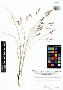 Arctopoa schischkinii (Tzvelev) Prob., Siberia, Baikal & Transbaikal region (S4) (Russia)