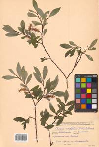 Chosenia arbutifolia (Pall.) A.K.Skvortsov, Siberia, Chukotka & Kamchatka (S7) (Russia)