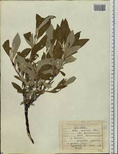 Salix alaxensis (Andersson) Coville, Siberia, Yakutia (S5) (Russia)