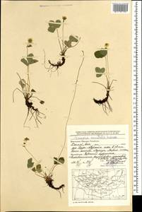 Fragaria orientalis Losinsk., Mongolia (MONG) (Mongolia)