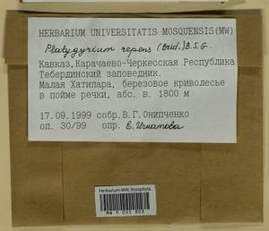 Platygyrium repens (Brid.) Schimp., Bryophytes, Bryophytes - North Caucasus & Ciscaucasia (B12) (Russia)