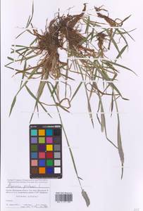 Alopecurus pratensis L., Eastern Europe, Moscow region (E4a) (Russia)