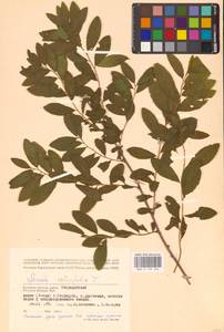 Spiraea salicifolia L., Eastern Europe, Western region (E3) (Russia)