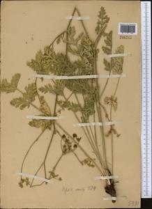Aulacospermum turkestanicum (Franch.) Schischk., Middle Asia, Western Tian Shan & Karatau (M3)