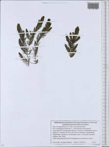 Ceratophyllum demersum L., Eastern Europe, Belarus (E3a) (Belarus)