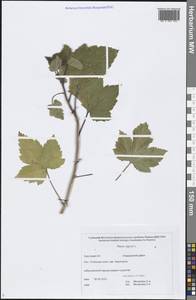 Ribes nigrum L., Siberia, Chukotka & Kamchatka (S7) (Russia)