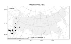 Arabis auriculata Lam., Atlas of the Russian Flora (FLORUS) (Russia)