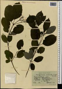 Cornus sanguinea subsp. australis (C.A.Mey.) Jáv., Caucasus, Krasnodar Krai & Adygea (K1a) (Russia)