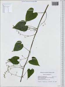 Dioscorea communis (L.) Caddick & Wilkin, Caucasus, Black Sea Shore (from Novorossiysk to Adler) (K3) (Russia)
