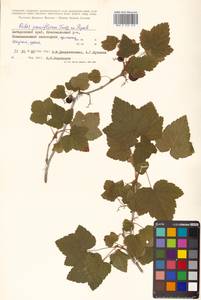 Ribes nigrum L., Siberia, Russian Far East (S6) (Russia)
