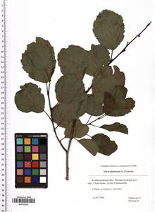 Alnus glutinosa (L.) Gaertn., Eastern Europe, Middle Volga region (E8) (Russia)