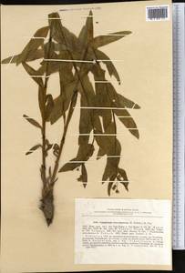 Cynoglossum seravschanicum (B. Fedtsch.) Popov, Middle Asia, Pamir & Pamiro-Alai (M2) (Uzbekistan)