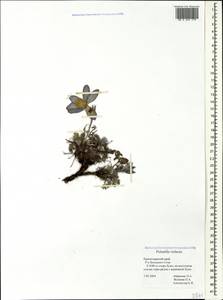 Pulsatilla violacea Rupr., Caucasus, Krasnodar Krai & Adygea (K1a) (Russia)