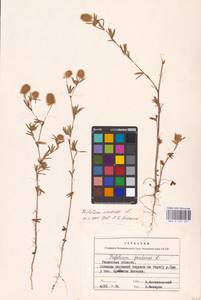 Trifolium arvense L., Eastern Europe, Central region (E4) (Russia)