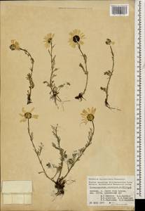 Tripleurospermum caucasicum (Willd.) Hayek, Caucasus, Armenia (K5) (Armenia)