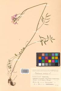 Cardamine pratensis L., Siberia, Chukotka & Kamchatka (S7) (Russia)