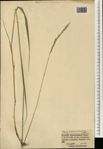 Elymus uralensis (Nevski) Tzvelev, Mongolia (MONG) (Mongolia)