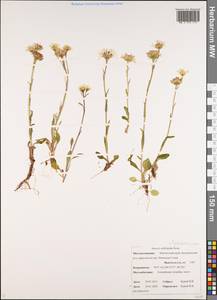 Tephroseris subfrigida (Kom.) Holub, Siberia, Chukotka & Kamchatka (S7) (Russia)