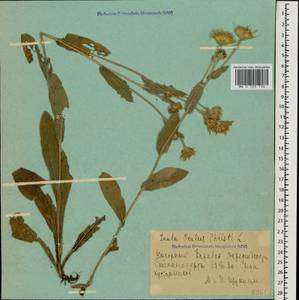 Pentanema oculus-christi (L.) D. Gut. Larr., Santos-Vicente, Anderb., E. Rico & M. M. Mart. Ort., Caucasus, Azerbaijan (K6) (Azerbaijan)