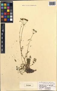 Aulacospermum plicatum Pimenov & Kljuykov, Middle Asia, Northern & Central Tian Shan (M4) (Kyrgyzstan)