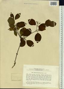 Viburnum burejaeticum Regel & Herder, Siberia, Russian Far East (S6) (Russia)