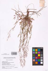 Rumex acetosella L., Eastern Europe, Central region (E4) (Russia)