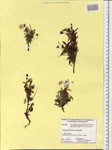 Dryas incisa × punctata  punctata, Siberia, Central Siberia (S3) (Russia)