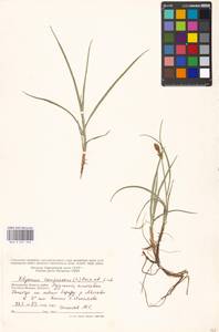 Blysmus compressus (L.) Panz. ex Link, Eastern Europe, Moscow region (E4a) (Russia)