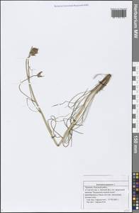 Scorzonera purpurea L., Eastern Europe, Middle Volga region (E8) (Russia)