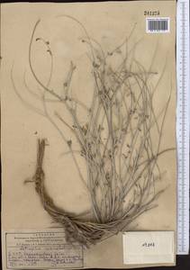 Astragalus squarrosus Bunge, Middle Asia, Kopet Dag, Badkhyz, Small & Great Balkhan (M1) (Turkmenistan)