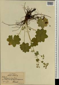 Alchemilla substrigosa Juz. ex Majewski, Eastern Europe, Moscow region (E4a) (Russia)
