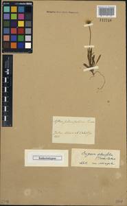 Erigeron silenifolius (Turcz. ex DC.) Botsch., Unclassified
