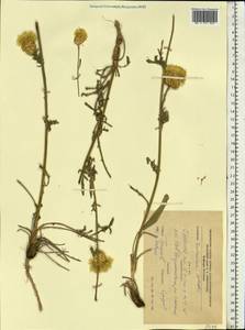 Centaurea orientalis L., Eastern Europe, South Ukrainian region (E12) (Ukraine)