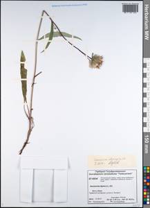 Saussurea alpina (L.) DC., Siberia, Central Siberia (S3) (Russia)