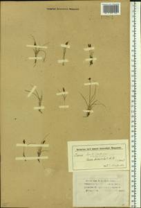 Carex duriuscula C.A.Mey., Siberia, Altai & Sayany Mountains (S2) (Russia)