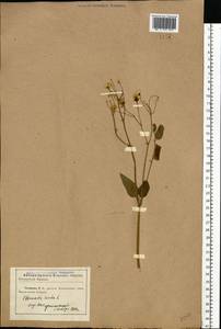 Clematis recta L., Eastern Europe, North Ukrainian region (E11) (Ukraine)