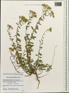 Odontarrhena muralis (Waldst. & Kit.) Endl., Caucasus, Krasnodar Krai & Adygea (K1a) (Russia)