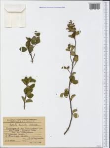 Betula humilis Schrank, Eastern Europe, Northern region (E1) (Russia)