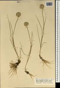 Allium leucocephalum Turcz. ex Ledeb., Mongolia (MONG) (Mongolia)