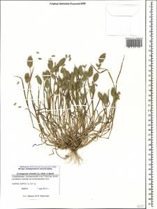 Eremopyrum orientale (L.) Jaub. & Spach, Caucasus, Azerbaijan (K6) (Azerbaijan)