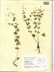 Potentilla erecta (L.) Raeusch., Eastern Europe, Central region (E4) (Russia)