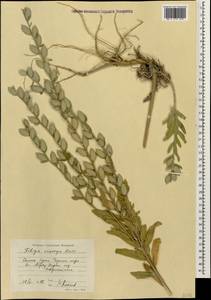 Fibigia clypeata (L.) Medik., Caucasus, Black Sea Shore (from Novorossiysk to Adler) (K3) (Russia)