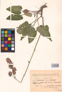 MHA 0 156 213, Salvia nutans L., Eastern Europe, Lower Volga region (E9) (Russia)