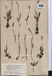 Bistorta vivipara (L.) Delarbre, Middle Asia, Dzungarian Alatau & Tarbagatai (M5) (Kazakhstan)