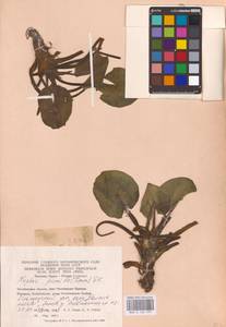 Nuphar pumila (Timm) DC., Eastern Europe, Eastern region (E10) (Russia)