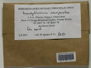 Brachythecium campestre (Müll. Hal.) Schimp., Bryophytes, Bryophytes - America (BAm) (United States)