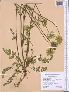 Daucus carota L., Western Europe (EUR) (United Kingdom)